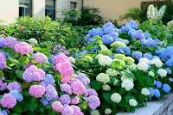 绣球花适合在家养吗，根茎有毒不适合在家里养殖