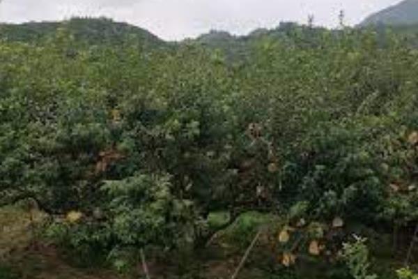 奈李的产地，中国奈李之乡是汝城县
