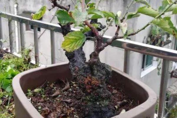 梅花不开花的原因及处理方式，光照不足或养分不足均会导致