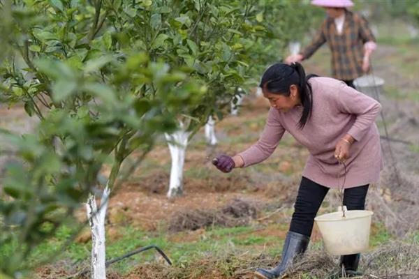 蜜柚施肥与气候条件有关系吗，与温度、光照、降水等都有关