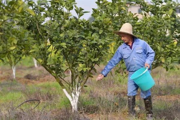 蜜柚施肥与气候条件有关系吗，与温度、光照、降水等都有关