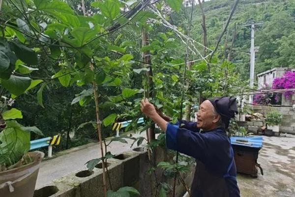 百香果枝条要修剪吗，修剪可以让它生长和结果数量变