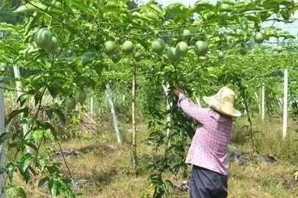 百香果枝条要修剪吗，修剪可以让它生长和结果数量变