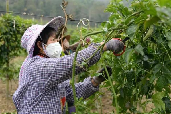 百香果枝条要修剪吗，修剪可以让它生长和结果数量变