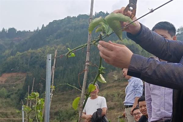 百香果枝条要修剪吗，修剪可以让它生长和结果数量变