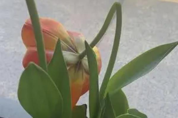 水养郁金香为何会蔫了，可能是换水不当或光照不足所致