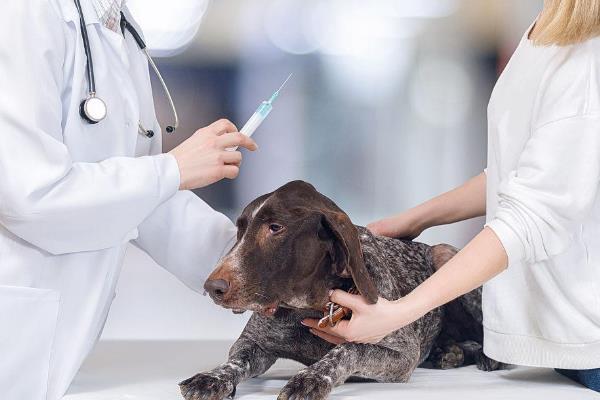 犬蛔虫病简介，寄生部位因狗的年龄而异