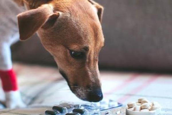 犬蛔虫病简介，寄生部位因狗的年龄而异