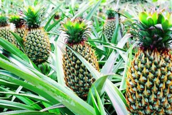 菠萝怎么管理，抹芽可以让菠萝长得更好