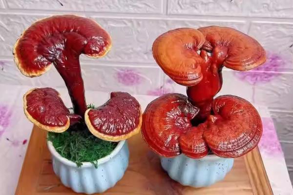 云芝和灵芝有什么区别，科属和外观均不同