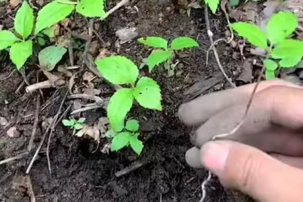 人参需要施什么肥，基肥可以选择稀释过的人畜粪水或复合肥