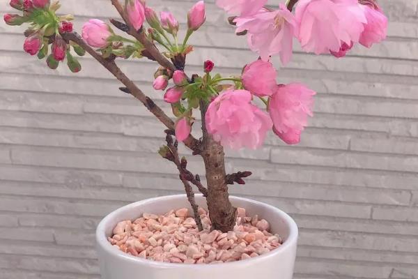 秋天如何养护樱花，每隔20天追施一次肥料