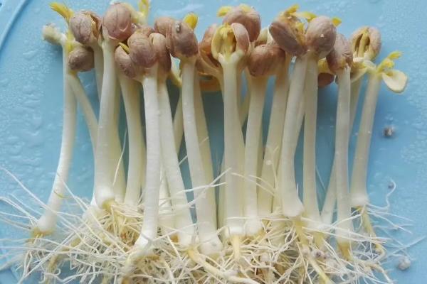 怎么种花生苗，首先选择当年产新种