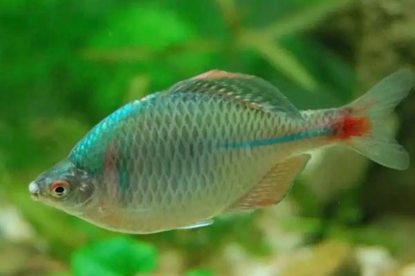 硬骨鱼类的品种，包括锦鲤、鳑鲏等鱼类