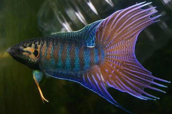 硬骨鱼类的品种，包括锦鲤、鳑鲏等鱼类