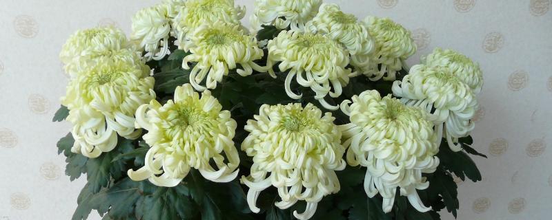 怎么栽培菊花，等土壤干燥后再浇水