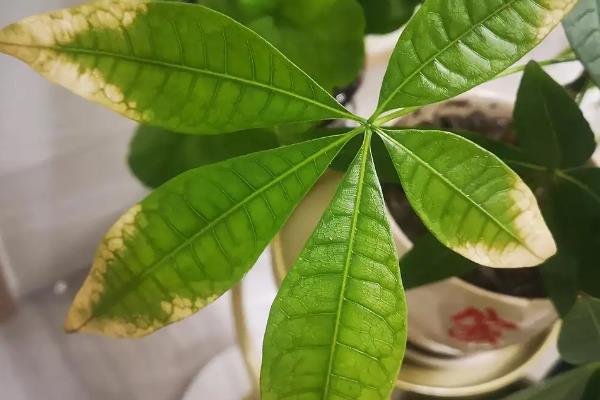 发财树发黄的原因，可能是缺少肥料所致