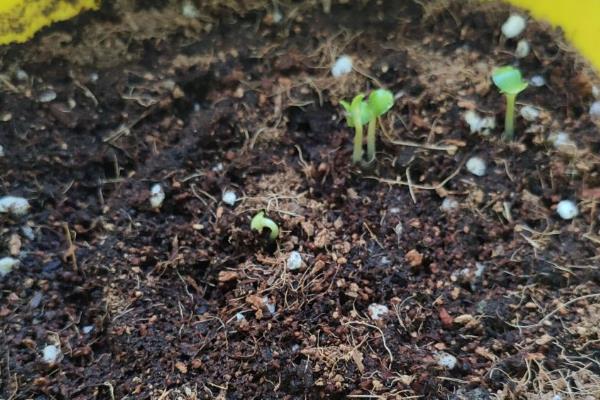 花卉的种子如何种植，浸种催芽后再栽入土壤中