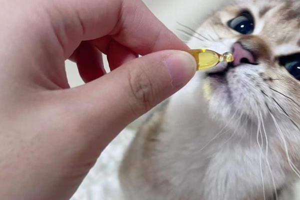 猫吃鱼油的作用，可以促进宠物的毛发健康