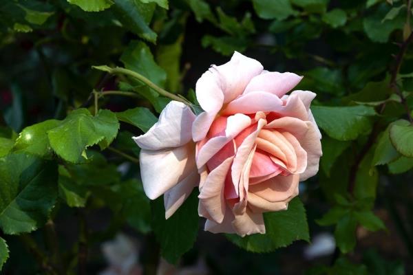 花卉的种子如何种植，浸种催芽后再栽入土壤中