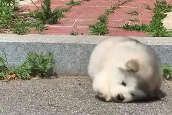 小狗出生几天就会走路，一个月左右的时候便会走路