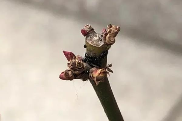 月季的盲芽如何分辨，观察它的枝芽生长情况就可以分辨