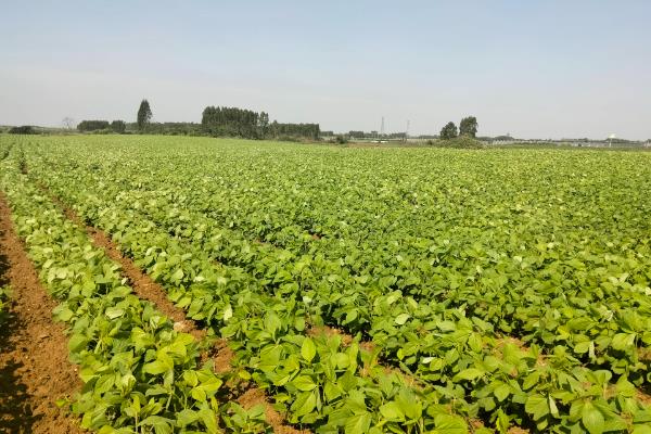 哪些农作物在小满前后种植，包括苋菜、生菜、萝卜等品种