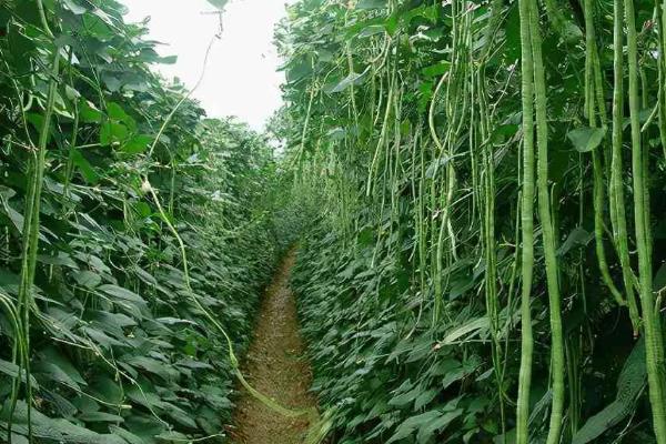哪些农作物在小满前后种植，包括苋菜、生菜、萝卜等品种
