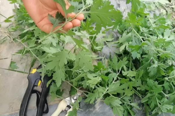8月份能不能对菊花打顶，只能在当月上旬进行