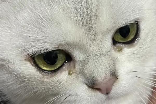 猫咪眼屎多如何处理，需要先找出原因再对症治疗