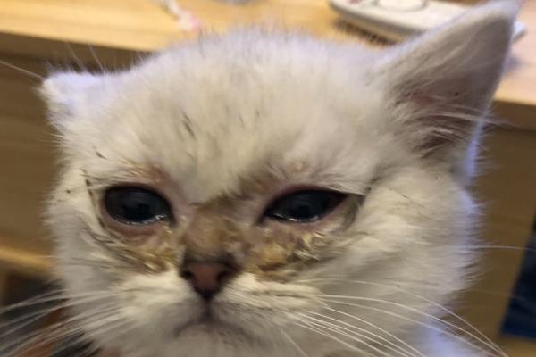 猫咪眼屎多如何处理，需要先找出原因再对症治疗