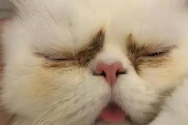 猫咪眼屎多如何处理，需要先找出原因再对症治疗