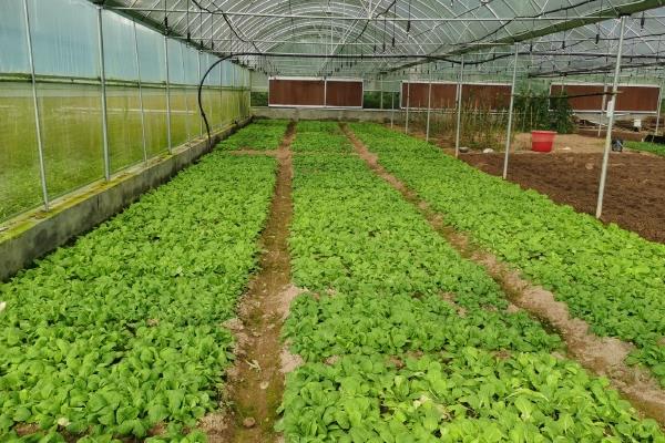 棚菜病虫害不用药剂的防治方法，要及时拔除棚内病株或摘除病叶