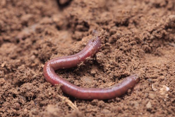 春天钓鲤鱼适合用哪种饵料,初春可以使用蚯蚓等荤饵