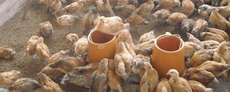 雏鸡采食量低的原因及解决办法，可能是育雏温度不佳或水质的原因