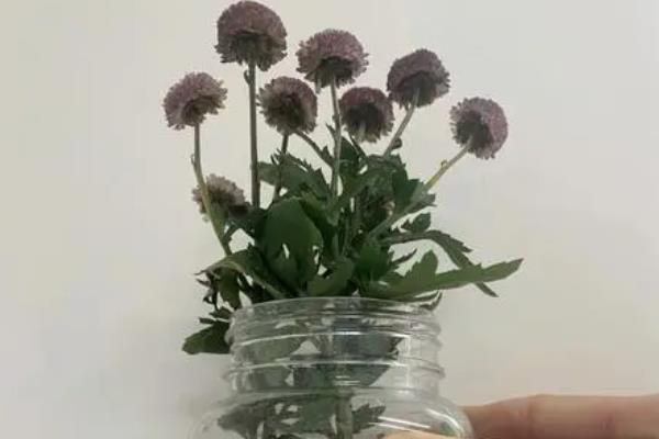 水培菊花为什么不生根，可能是水质不佳或营养不足等