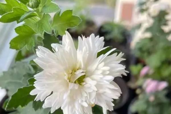 水培菊花为什么不生根，可能是水质不佳或营养不足等