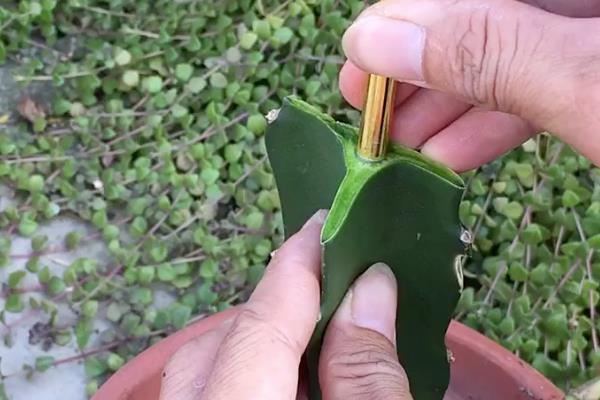 多菌灵和百菌清的区别，杀菌机理、使用方式有所不同