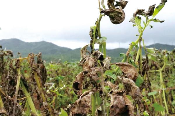 多菌灵和百菌清的区别，杀菌机理、使用方式有所不同
