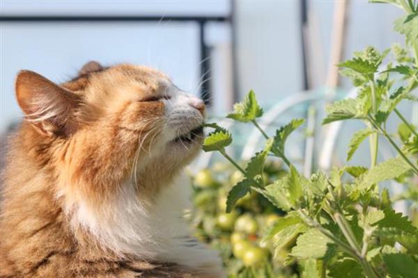 猫薄荷的作用，猫咪食用后会进入兴奋或发呆状态
