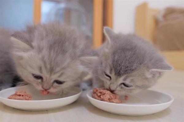 猫薄荷的作用，猫咪食用后会进入兴奋或发呆状态