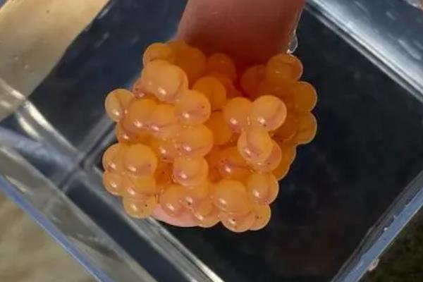 老鼠斑鱼怎么养殖，每天要投喂新鲜的杂鱼肉