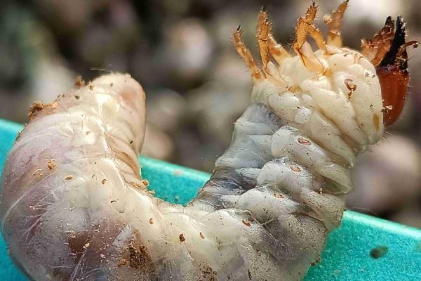 怎么防治彼岸花的虫害，根据害虫类型喷施对应药物