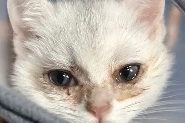 为什么猫咪会哭，可能是感觉孤独或者病了