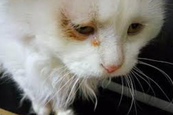 为什么猫咪会哭，可能是感觉孤独或者病了