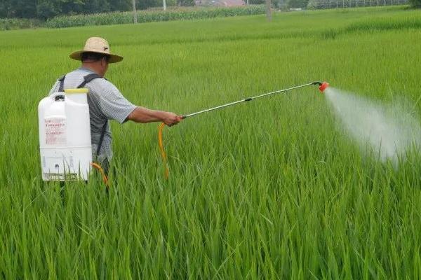 使用稻杰除草剂要注意什么，过量喷药会引发药害