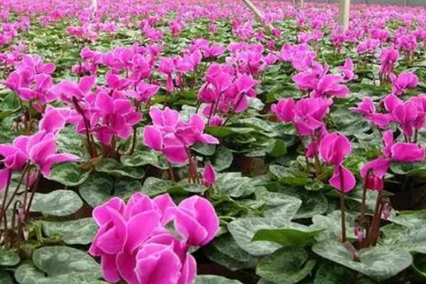 仙客来的养殖方法，每隔7-10天给植株施加一些氮肥