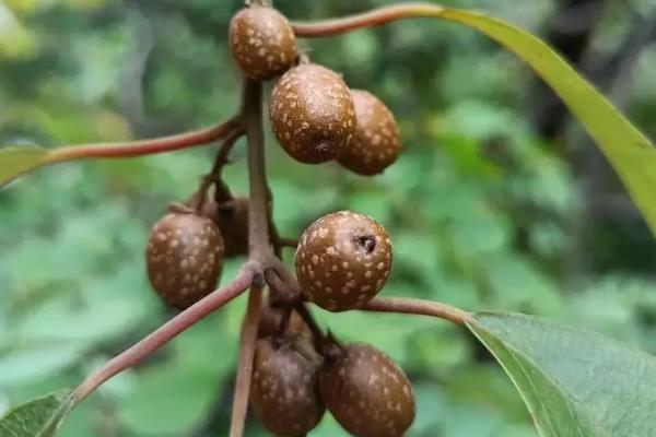 猕猴桃的种植阶段，分为幼树期、初果期、盛果期、衰老期