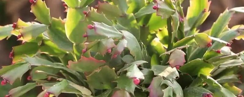 蟹爪莲长骨朵了是否要浇水，可用喷壶沿着盆边缓慢浇施