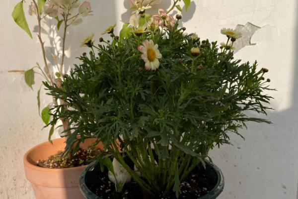 夏天如何养玛格丽特，适宜生长在光照充足的环境中